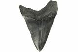 Bargain Fossil Megalodon Tooth - South Carolina #185238-1